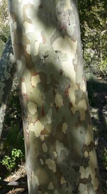 Montezuma Castle.  The bark on the trees here was very interesting.