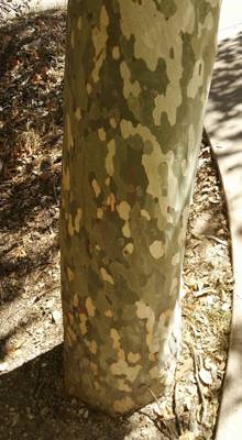 Montezuma Castle.  The bark on the trees here was very interesting.