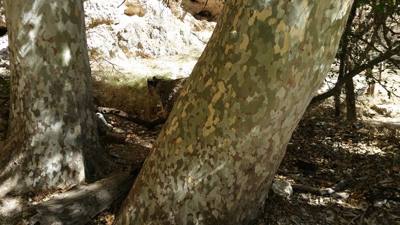Montezuma Castle.  The bark on the trees here was very interesting.