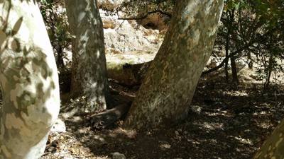 Montezuma Castle.  The bark on the trees here was very interesting.