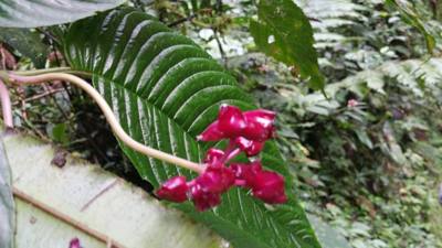 Raise your hand if you hiked the jungles of Ecuador today.  Our guide said he's been doing this for 16 years and we're o