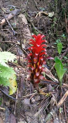 Raise your hand if you hiked the jungles of Ecuador today.  Our guide said he's been doing this for 16 years and we're o