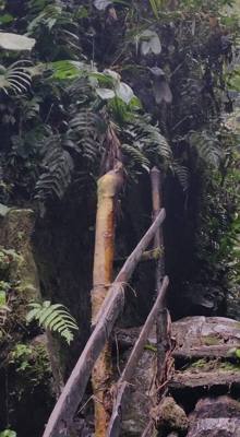 Raise your hand if you hiked the jungles of Ecuador today.  Our guide said he's been doing this for 16 years and we're o