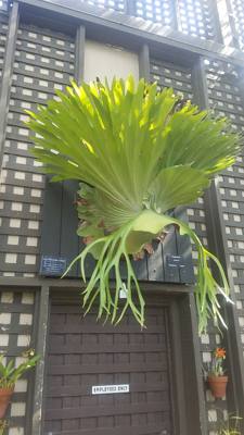 Alien plants at the Balboa Park Botanical