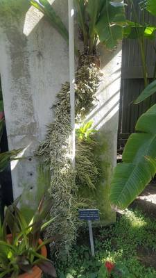 Alien plants at the Balboa Park Botanical