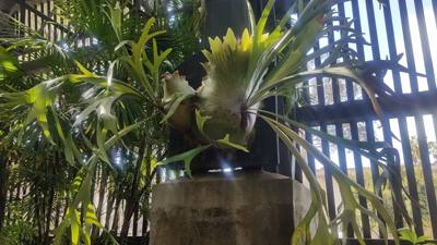 Alien plants at the Balboa Park Botanical