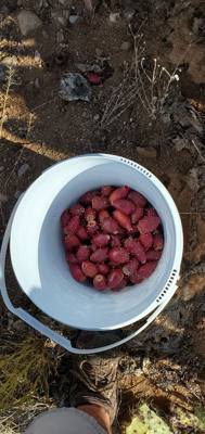 Harvesting and processing prickly pears today.  Pics now.  Videos to follow...
