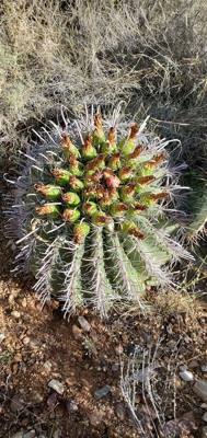 Harvesting and processing prickly pears today.  Pics now.  Videos to follow...