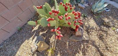Harvesting and processing prickly pears today.  Pics now.  Videos to follow...