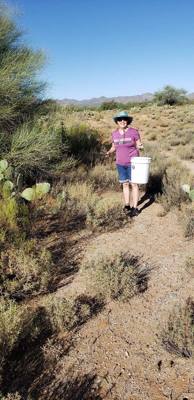 Harvesting and processing prickly pears today.  Pics now.  Videos to follow...