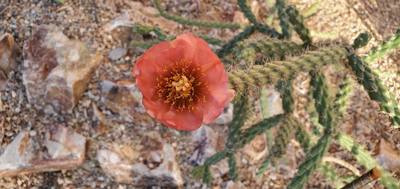 As menacing as cacti look they have some nice flowers... You're confusing me plant!