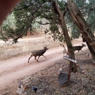 Made it to the cabin in Manitou Springs. Start unpacking...queue the horny buck chasing the super tired doe like 5 feet