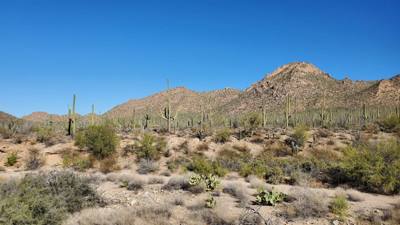 The mighty saguaro cactus...