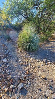 Part 2 of our trip to the ghost town of Ruby, AZ.