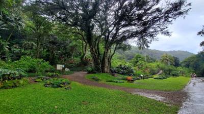Wet afternoon at Weimea Falls.  Got to the top and it started raining hard.  Julie and Aaron stepped in the pool below t