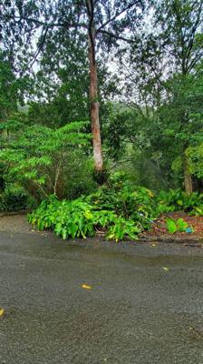 Wet afternoon at Weimea Falls.  Got to the top and it started raining hard.  Julie and Aaron stepped in the pool below t