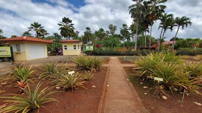 On our Rotten Tomatoes list for our Hawaii trip is the Dole Plantation.  3 things to do and a 45 minutes wait for the tr