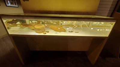 Fossils are always good and Avery is a dinosaur enthusiast.  That said, I had to hold my tongue a little in this place. 