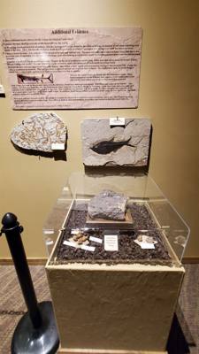 Fossils are always good and Avery is a dinosaur enthusiast.  That said, I had to hold my tongue a little in this place. 