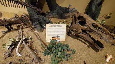 Fossils are always good and Avery is a dinosaur enthusiast.  That said, I had to hold my tongue a little in this place. 