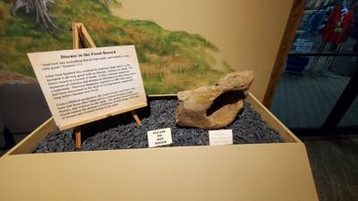 Fossils are always good and Avery is a dinosaur enthusiast.  That said, I had to hold my tongue a little in this place. 