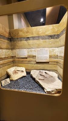 Fossils are always good and Avery is a dinosaur enthusiast.  That said, I had to hold my tongue a little in this place. 