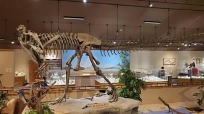This dinosaur museum had different information than the other one previous in the week. Good stuff. Avery was in heave