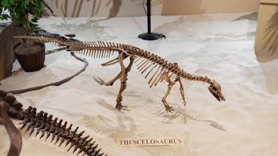 This dinosaur museum had different information than the other one previous in the week. Good stuff. Avery was in heave