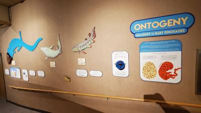 This dinosaur museum had different information than the other one previous in the week. Good stuff. Avery was in heave