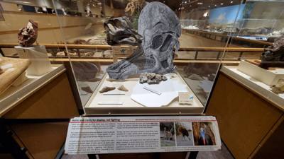 This dinosaur museum had different information than the other one previous in the week. Good stuff. Avery was in heave