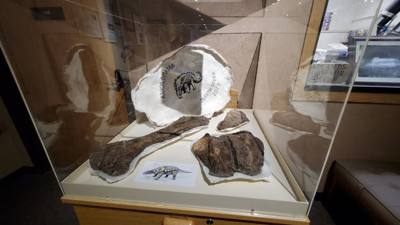 This dinosaur museum had different information than the other one previous in the week. Good stuff. Avery was in heave
