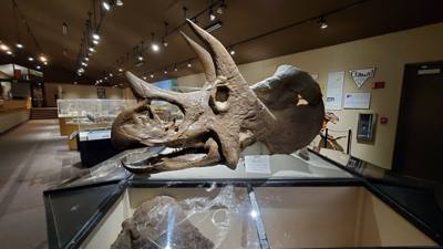 This dinosaur museum had different information than the other one previous in the week. Good stuff. Avery was in heave