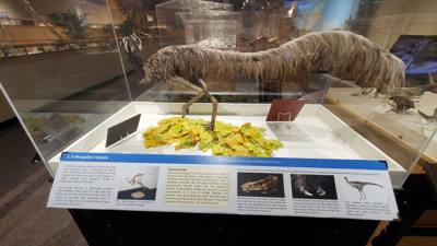 This dinosaur museum had different information than the other one previous in the week. Good stuff. Avery was in heave