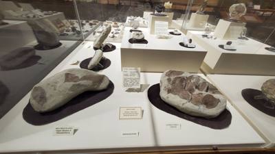 Part 2 of Dickenson Dinosaur Museum.