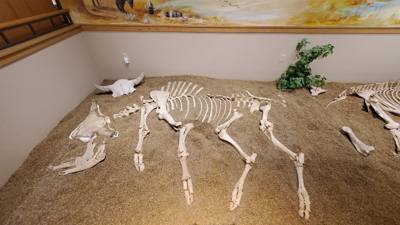 Part 2 of Dickenson Dinosaur Museum.