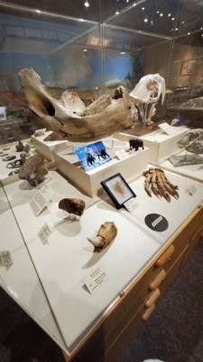 Part 2 of Dickenson Dinosaur Museum.