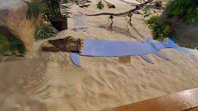Part 2 of Dickenson Dinosaur Museum.