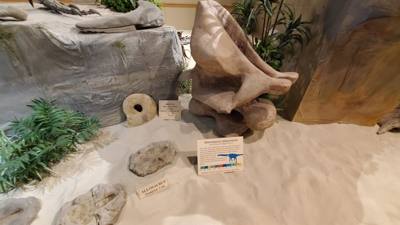 Part 2 of Dickenson Dinosaur Museum.