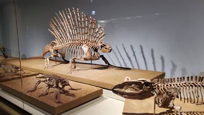 The trip wouldn't be complete without a visit to the Field Museum.