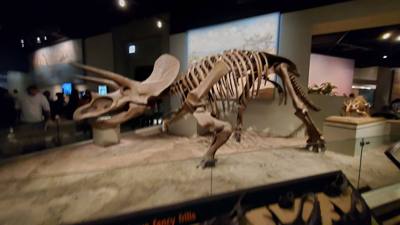 The trip wouldn't be complete without a visit to the Field Museum.