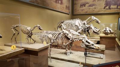 The trip wouldn't be complete without a visit to the Field Museum.