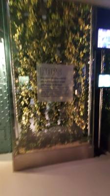 Took a tour of the Guinness Storehouse.  Free beer what?