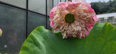Up the hill from the canopy walk was the botanical garden.  Super beautiful.  Always stunning to see so many different a