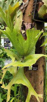 Part 2 if our botanical garden visit.