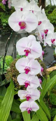 Part 2 if our botanical garden visit.