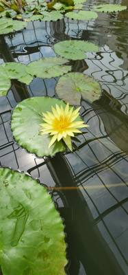 Part 2 if our botanical garden visit.