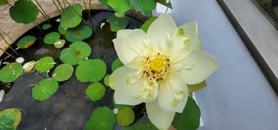 Part 2 if our botanical garden visit.