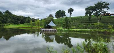 Our tour guide says “there isn't much to buy here".  Everyone walks out with bags and bags of tea.  The Choui Fong Tea P