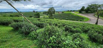 Our tour guide says “there isn't much to buy here".  Everyone walks out with bags and bags of tea.  The Choui Fong Tea P