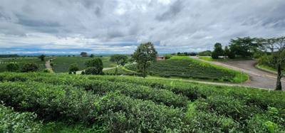 Our tour guide says “there isn't much to buy here".  Everyone walks out with bags and bags of tea.  The Choui Fong Tea P